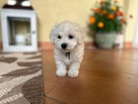 Scoby vel Theo - 8 tygodni